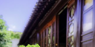 Świeże nasiona bonsai