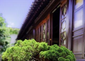 Świeże nasiona bonsai Świeże nasiona bonsai
