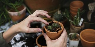 Pracownicze ogródki działkowe