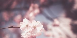 Miłe dla ucha kumkanie żab w ogrodzie