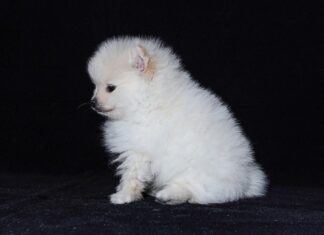 W jaki sposób rozmnażają się skorupiaki?