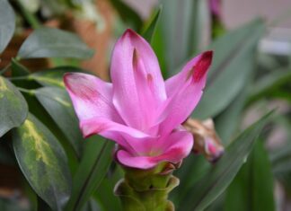 Czy zamiast kurkumy można dodać curry?