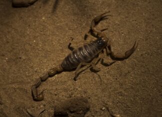 Co należy do pajęczaków?