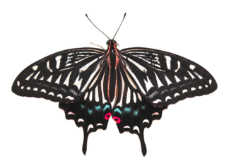 Ile kosztuje usunięcie AdBlue?