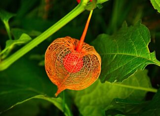Jak smakuje Physalis?