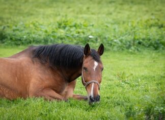 Jaki uchwyt na telefon do motocykla z ładowarką?