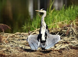 Jak suszyć miechunka?