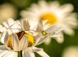 W jakim kraju nie ma pająków? W jakim kraju nie ma pająków?
