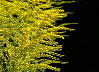 Kiedy sadzić Miechunkę do gruntu?