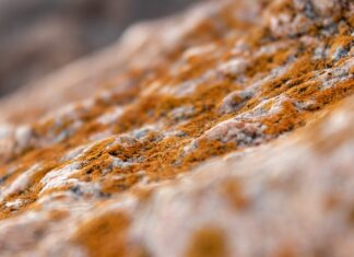 Gdzie kupić Efektywne Mikroorganizmy? Gdzie kupić Efektywne Mikroorganizmy?