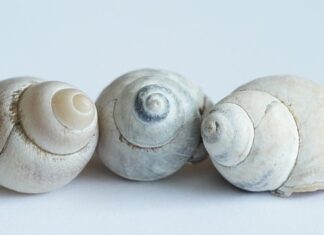 Jak pozbyć się ślimaków bez skorupy z ogrodu?