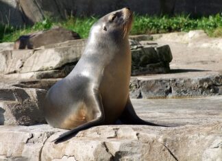 Jaki środek do uszczelnienia silnika? Jaki środek do uszczelnienia silnika?