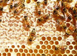 Jaką wysokość grzebienia do płytek?