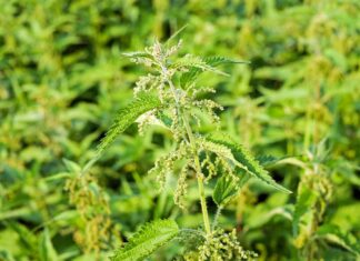 Jak obniżyć azotyny i azotany w akwarium?