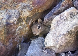 Jakiej wielkości powinno być legowisko dla labradora?