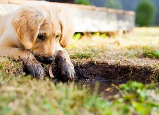 Jak przewieźć szczeniaka w samochodzie?
