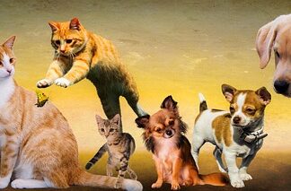 Jak psy widzą kolory?