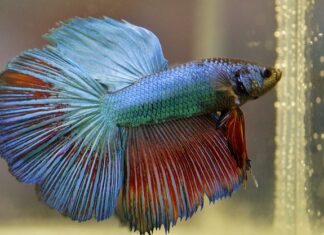 Jak wygląda beta? Jak wygląda beta?