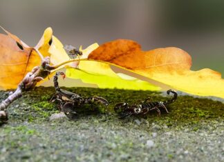 Czy skorpiony to pajęczaki? Czy skorpiony to pajęczaki?