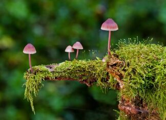 Jak prać gąbki polerskie? Jak prać gąbki polerskie?