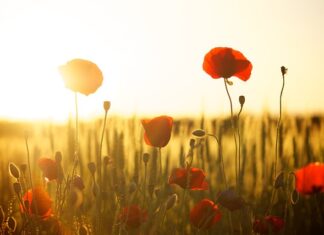 Czy mąka 650 nadaje się na ciasto drożdżowe? Czy mąka 650 nadaje się na ciasto drożdżowe?