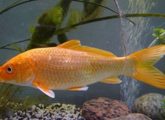 Czy hybrydy płoną? Czy hybrydy płoną?