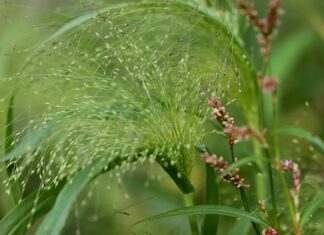 Skąd pochodzi Mitsubishi Outlander?