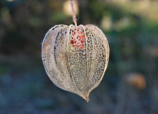 Jak wygląda miechunka pomidorowa?