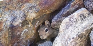 Jakie legowisko dla psa ranking?