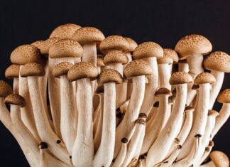 Która miechunka jest jadalna?