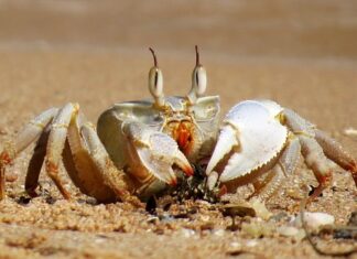 Jakie zwierzęta należą do skorupiaków?