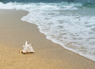 Jaki jest największy skorupiak na świecie?