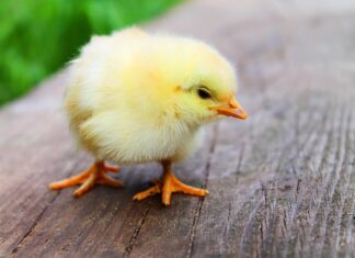 Co zrobić żeby pierś z kurczaka była soczysta?