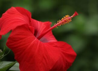 Jaki powinien być tłuczek do mięsa?